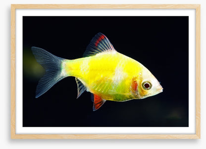 Fish / Aquatic