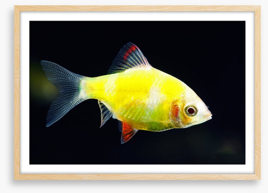 Fish / Aquatic