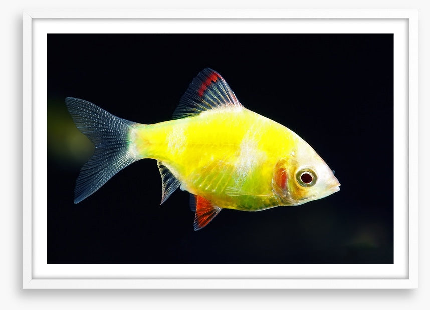 Fish / Aquatic