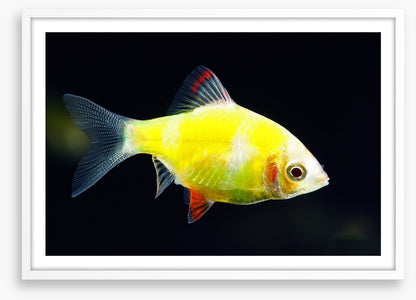 Fish / Aquatic