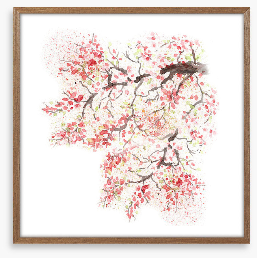 Spring sakura blossom