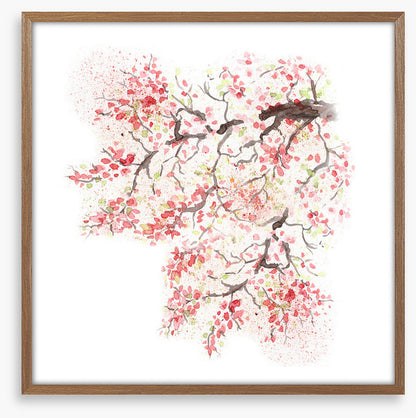 Spring sakura blossom
