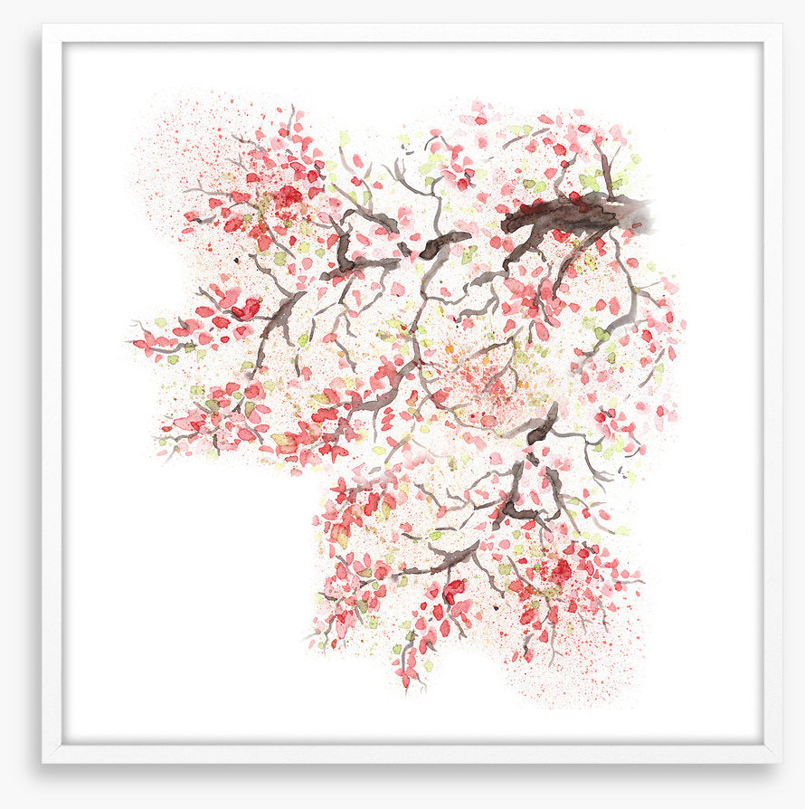 Spring sakura blossom