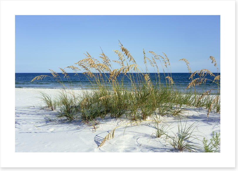 Sea grass