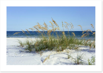 Sea grass