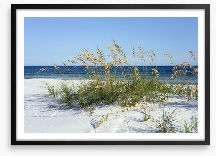Sea grass