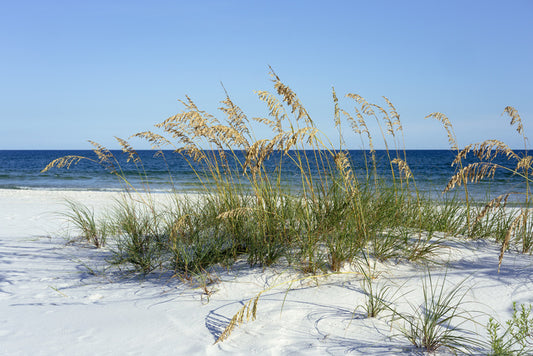 Sea grass