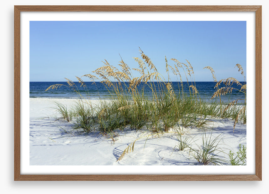 Sea grass