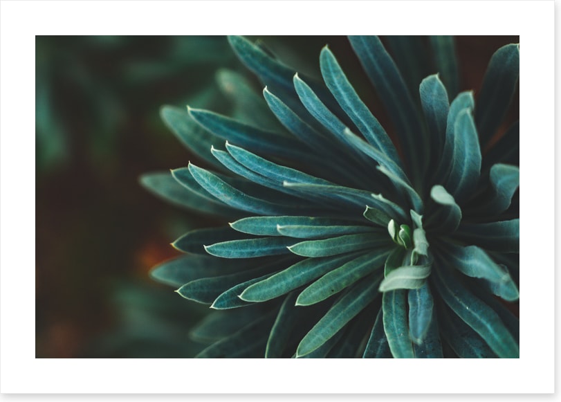 Leaves