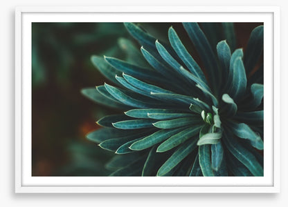 Leaves