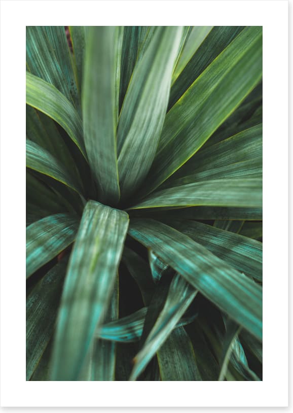 Leaves