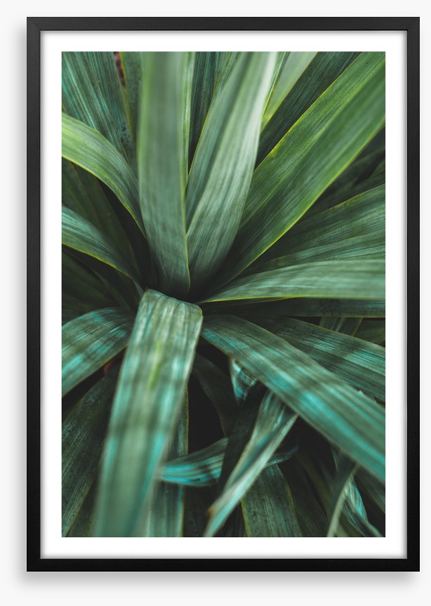 Leaves