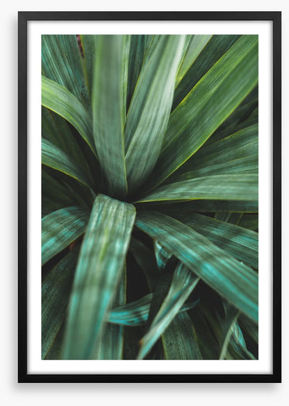 Leaves