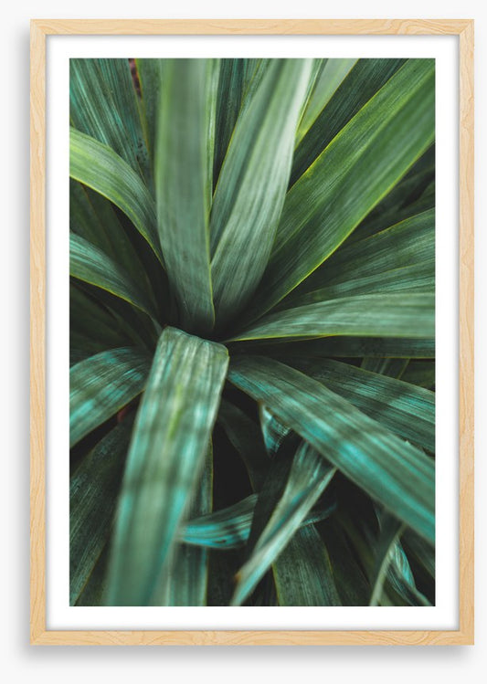 Leaves