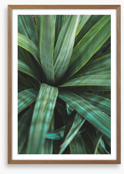 Leaves