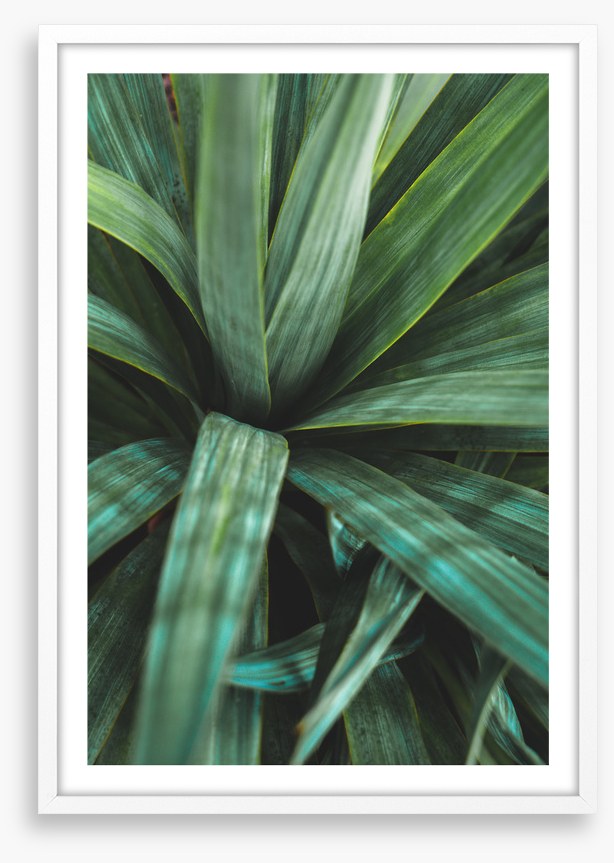 Leaves