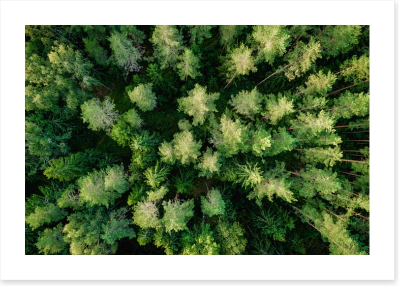 Above the pines