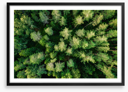 Above the pines