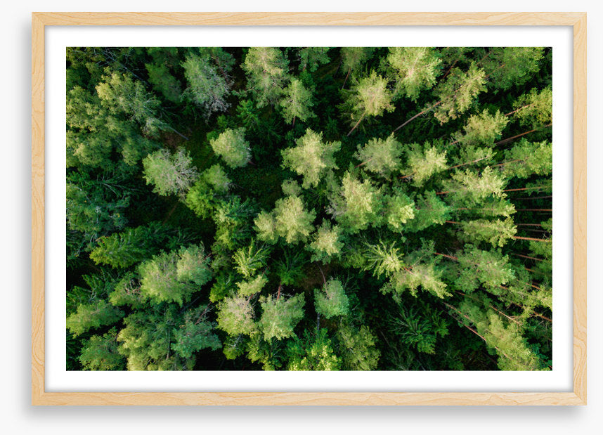 Above the pines