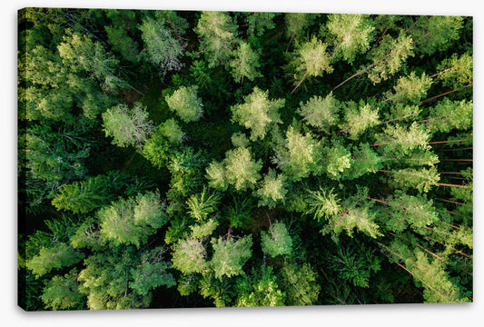 Above the pines
