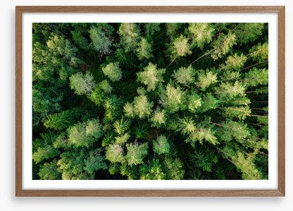 Above the pines