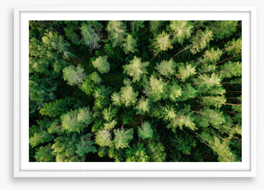Above the pines