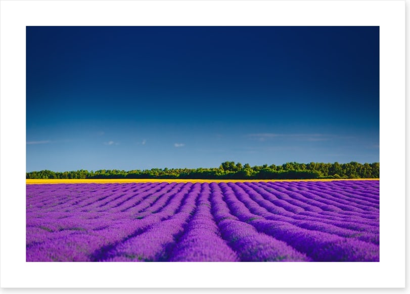 Lavender summer