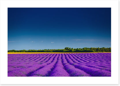 Lavender summer