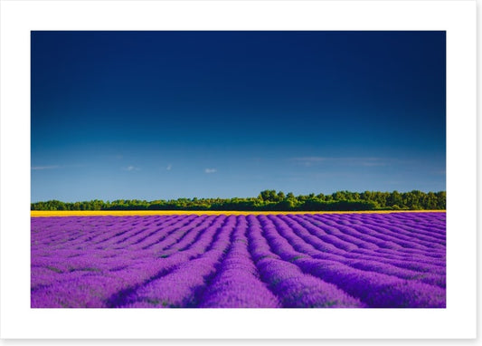 Lavender summer