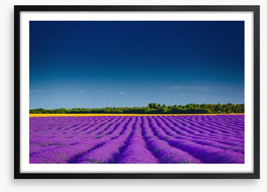 Lavender summer
