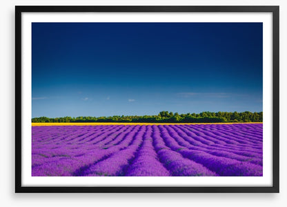 Lavender summer