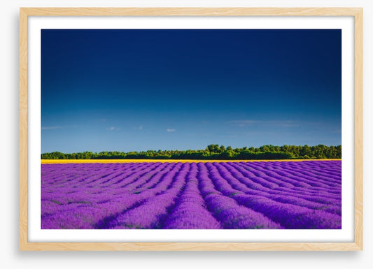 Lavender summer