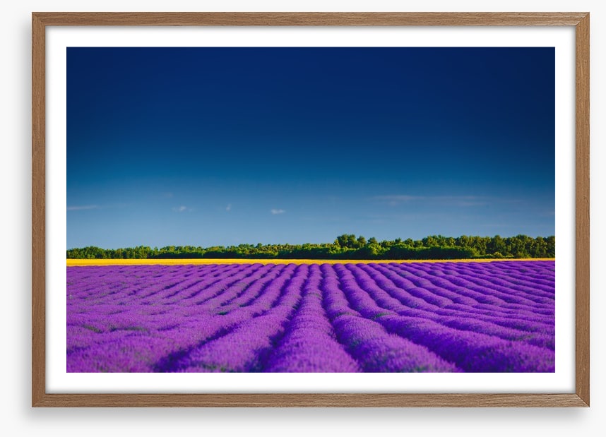 Lavender summer