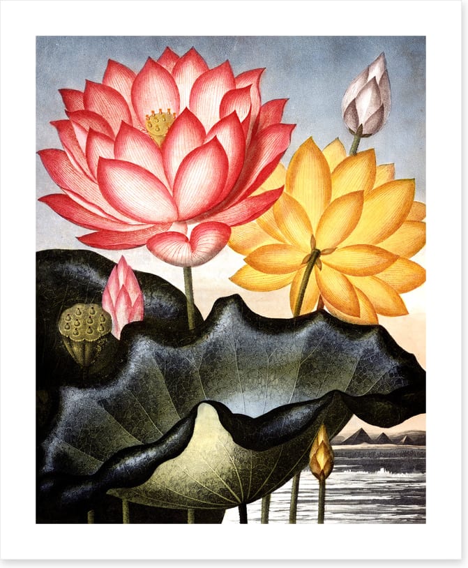 Lofty water lilies