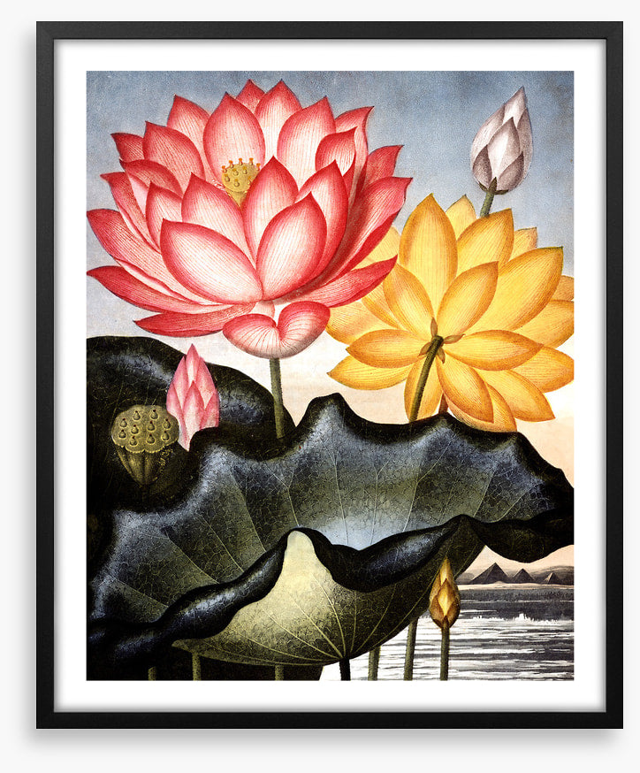 Lofty water lilies