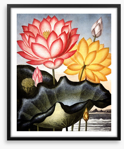 Lofty water lilies