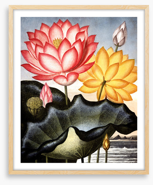 Lofty water lilies