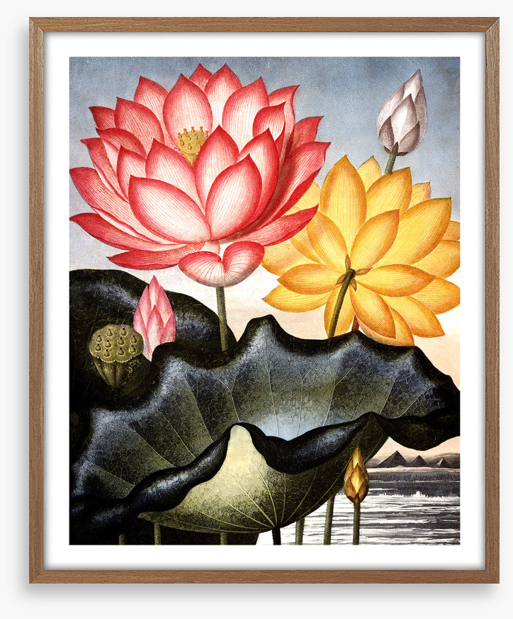 Lofty water lilies