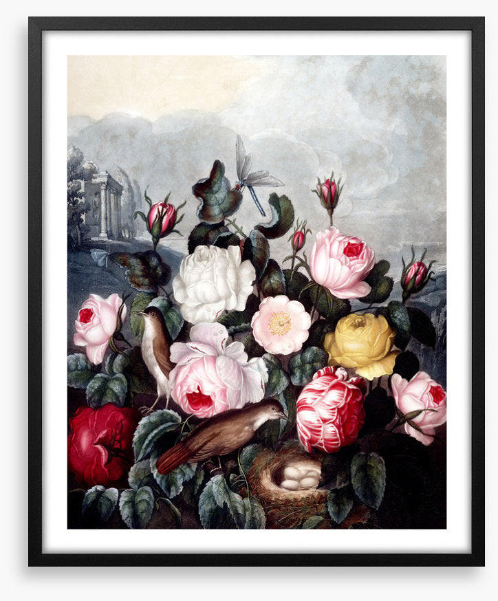 War of the roses
