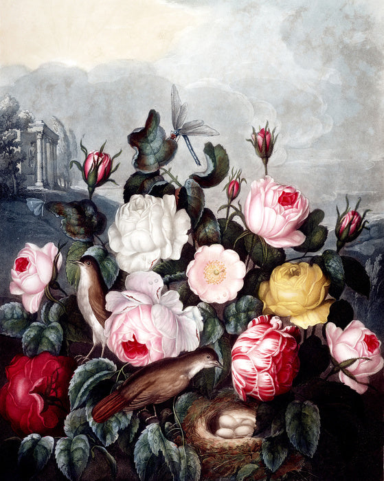War of the roses