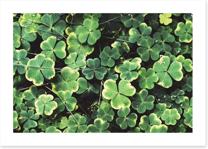 Shamrock shadows