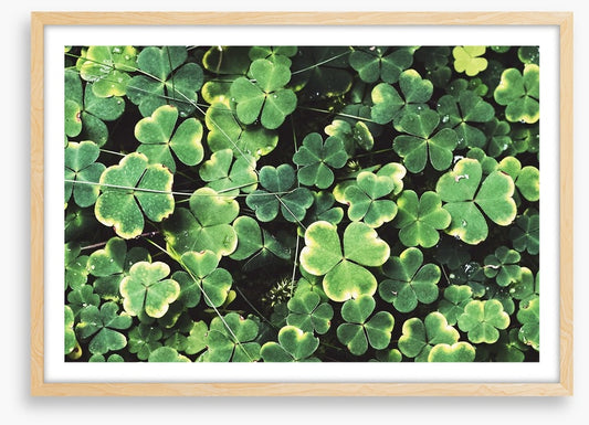 Shamrock shadows