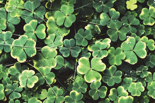 Shamrock shadows