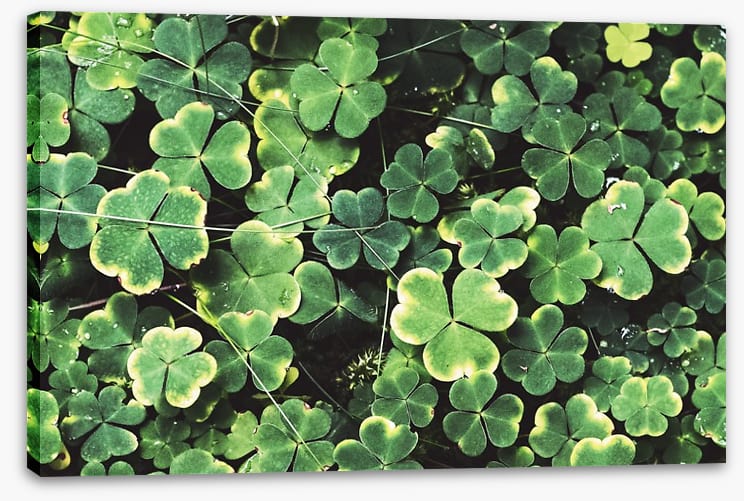Shamrock shadows