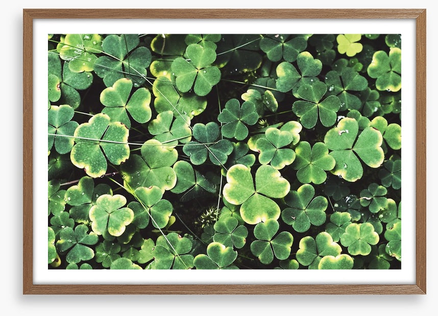Shamrock shadows