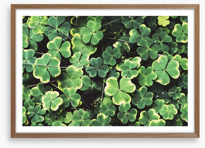 Shamrock shadows