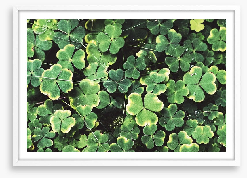 Shamrock shadows
