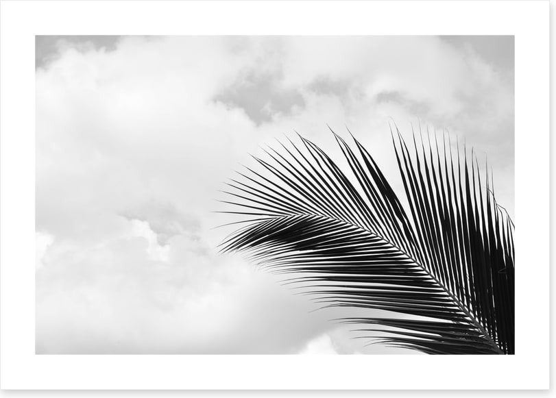 Palm leaf sky