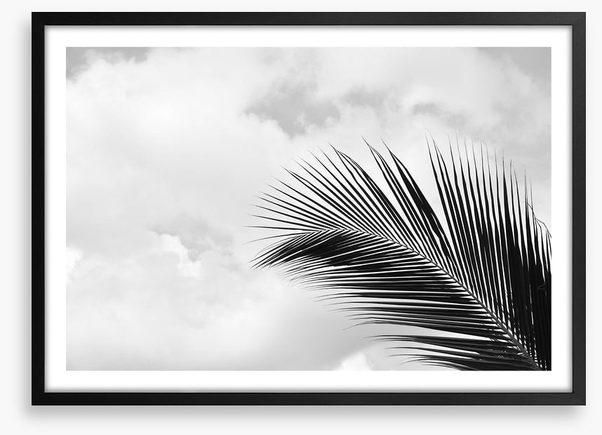 Palm leaf sky
