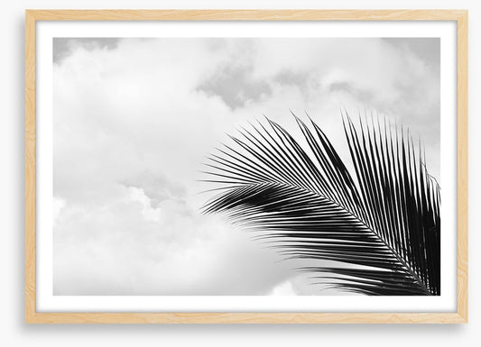 Palm leaf sky